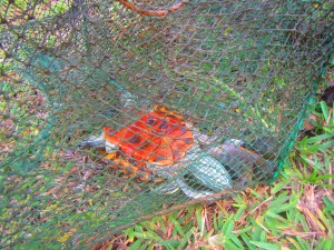 Dead tortise in abandoned fish trap...