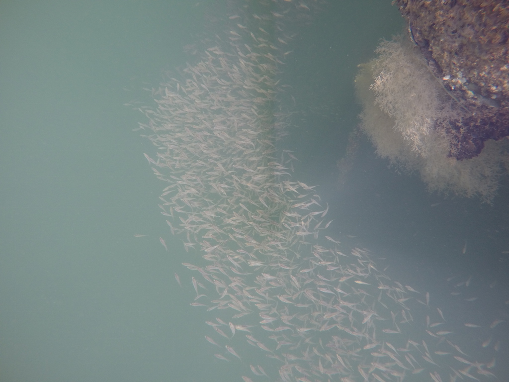 Underwater shot for a school of fish seeking shelter from current under the boat!