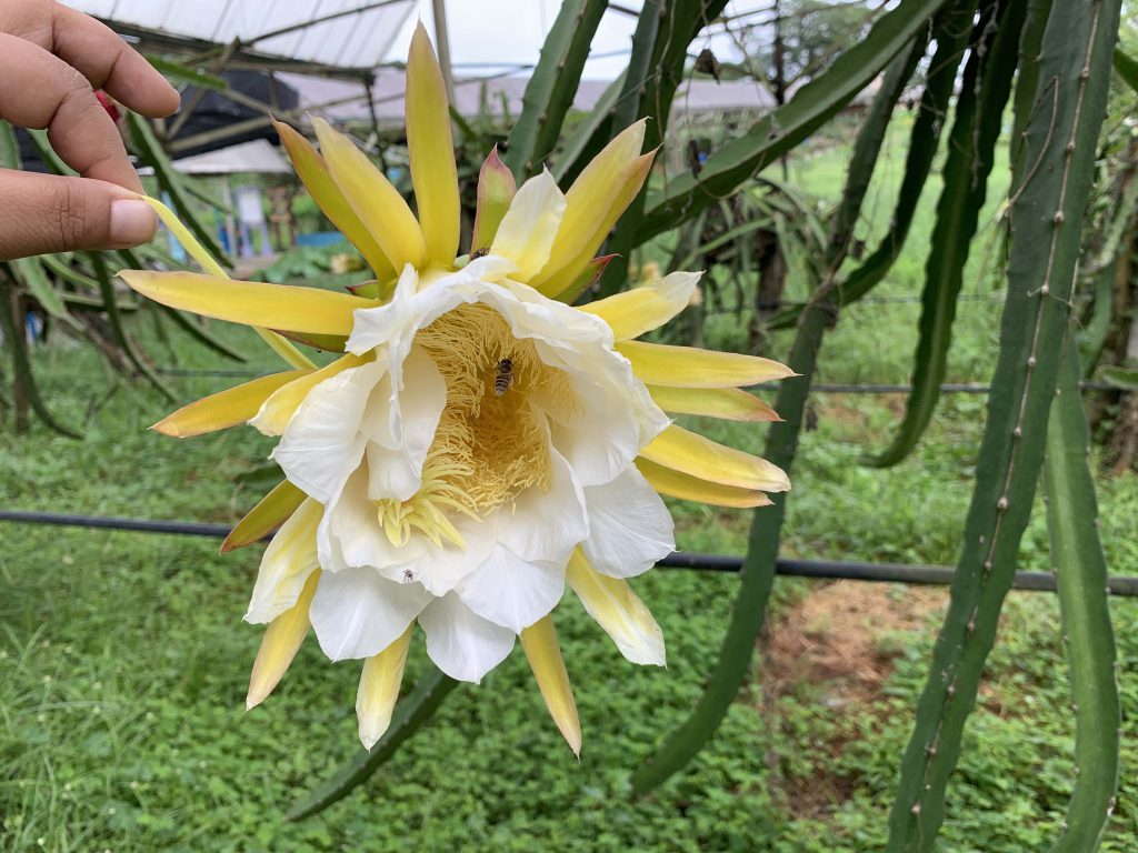 Dragonfruit flower! Do you know that if the leave is concave, the colour of the flesh will be red and if convex flesh would be white? Wow!