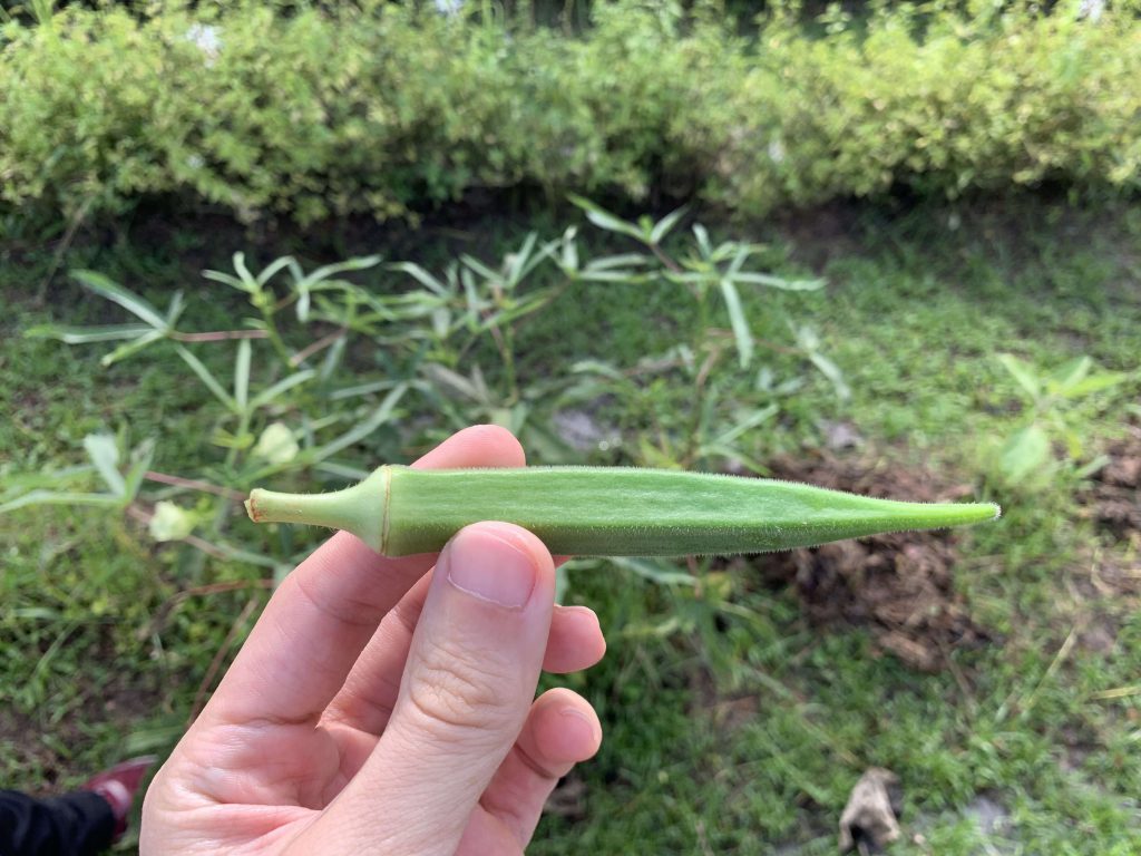 Lady's Finger or Okra! Fresh and crunchy!