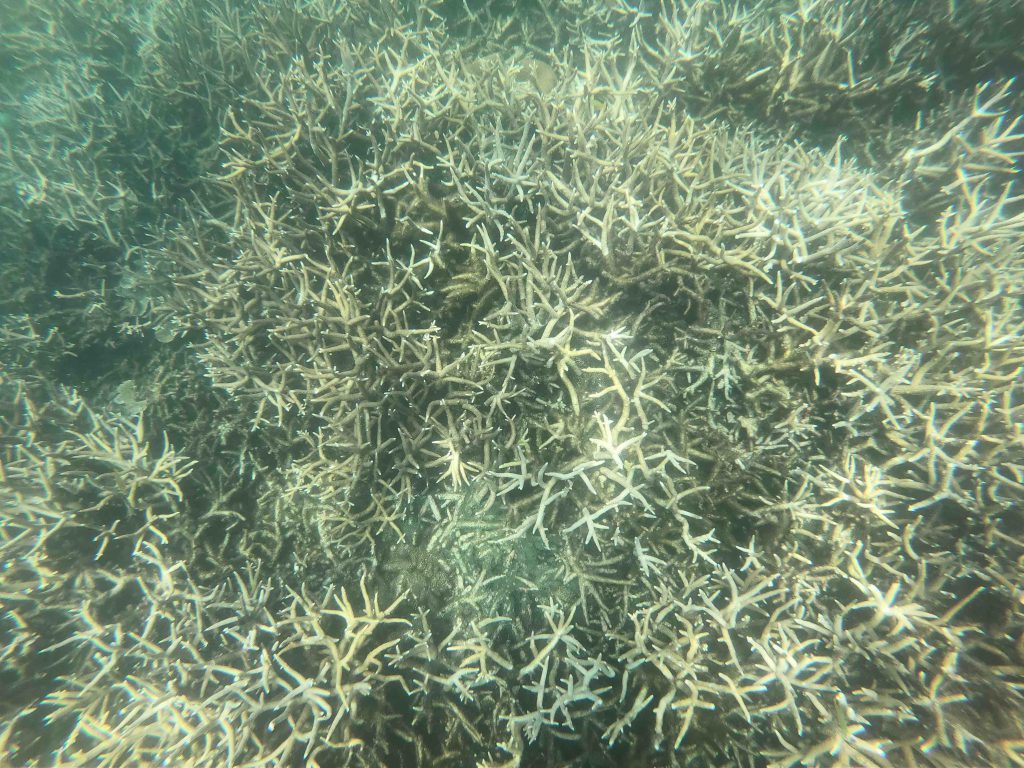 Corals! Impressive but dead!