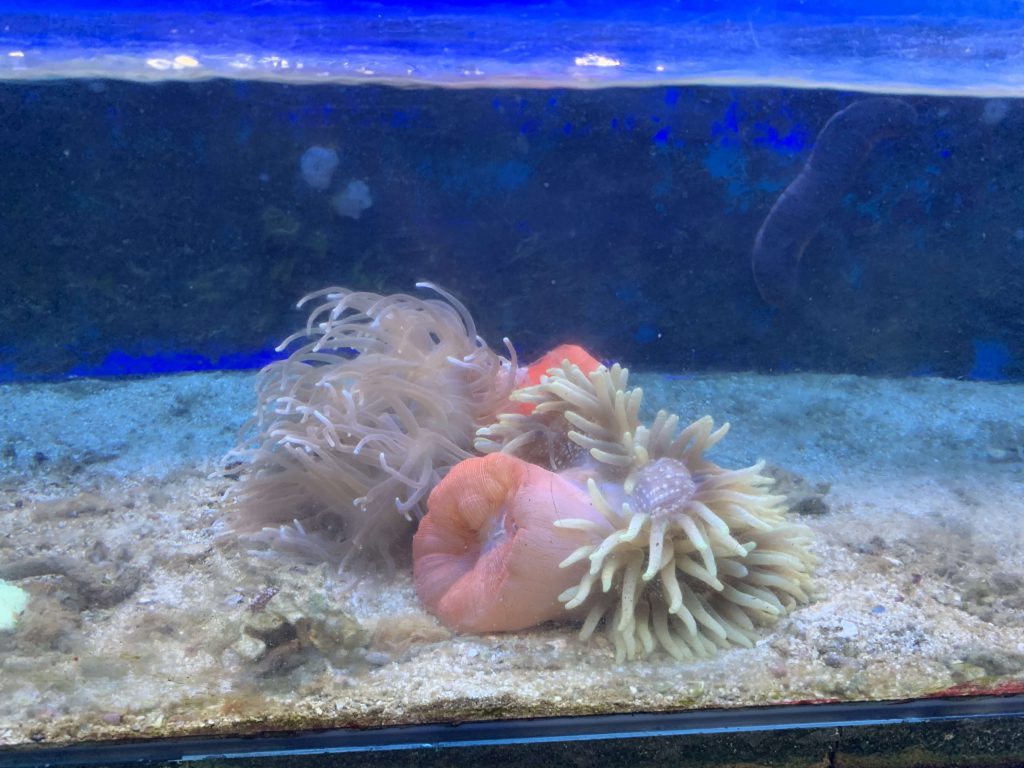 Coral is beautiful!