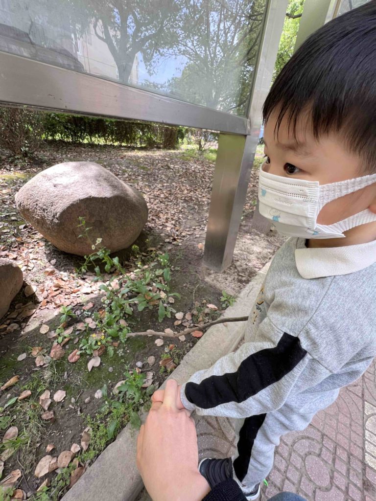 Why is there a rock? Watching the chrysanthemum in the background..