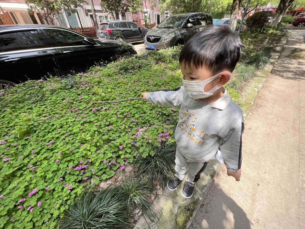 Finding the four leave clover amongst the flowers and leaves..