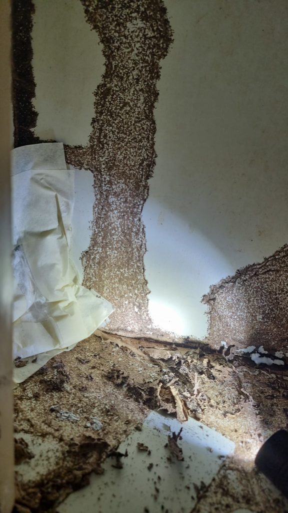 Live Termite infestation found! Excited to see how baiting is done!