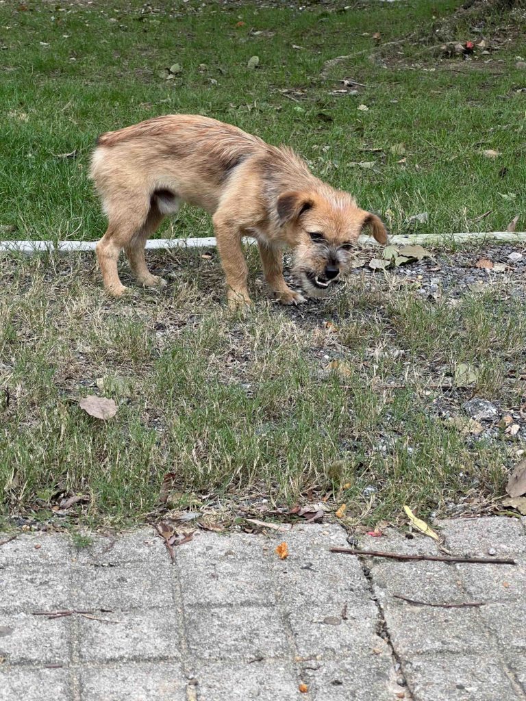 Feeding the stray puppy...