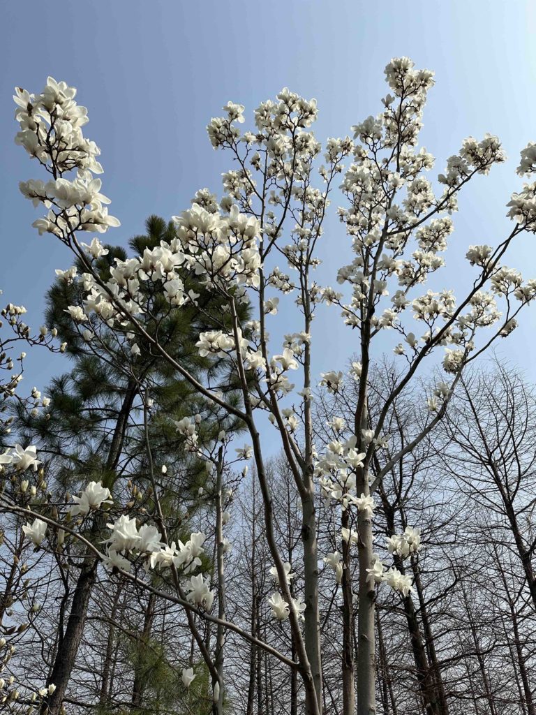 Flowers are blooming! Spring is here!