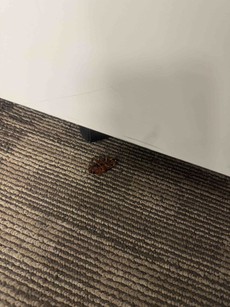 Found a big dead cockroach under the desk...