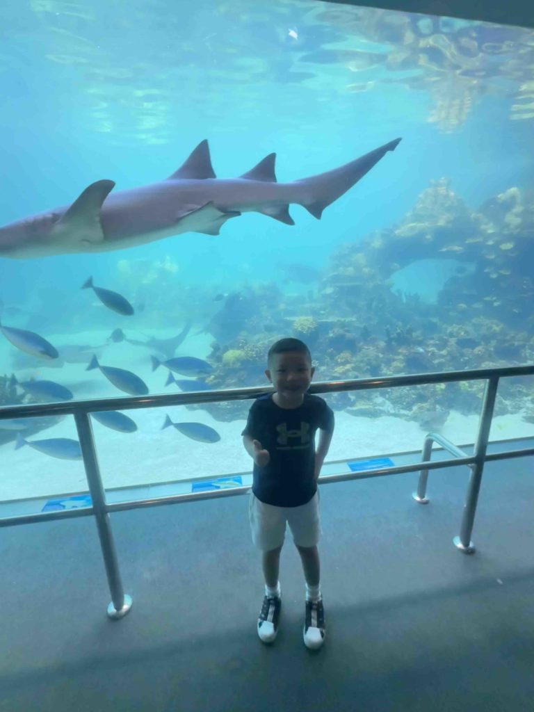 At Sea World! Checking out the Sharks, Stingrays, Dolphins, Jellyfish!