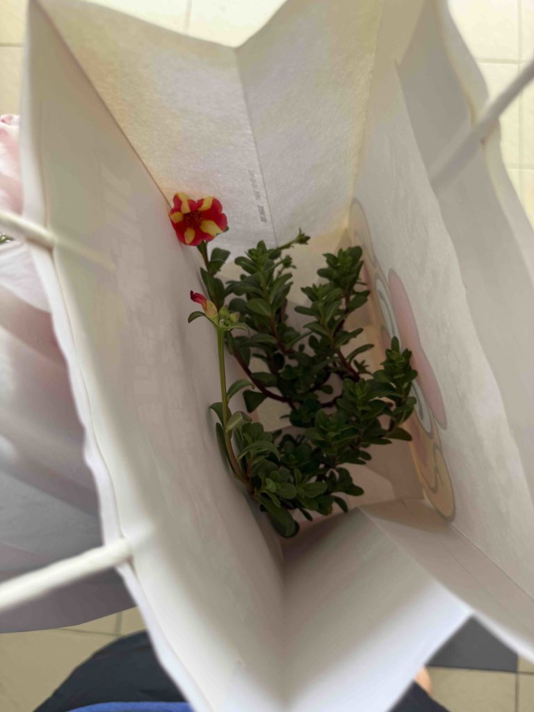 Purslane 马齿苋 with flower!