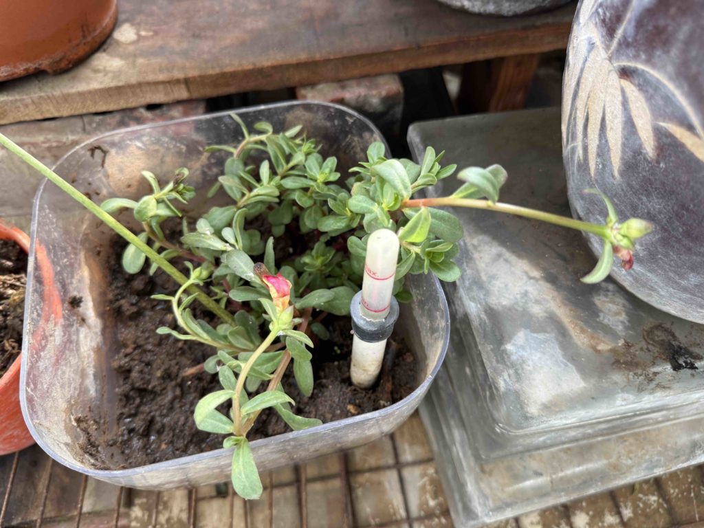 Dad saved the purslane herb!