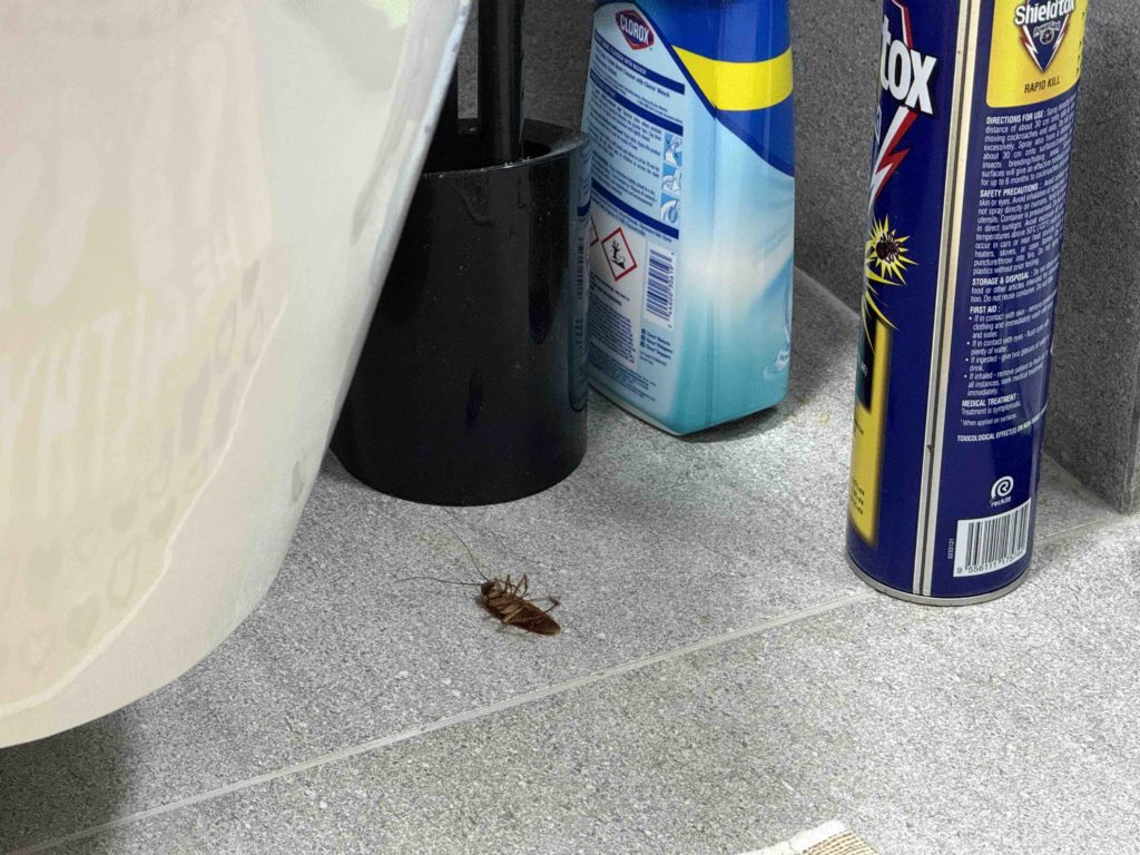 Found a huge cockroach!