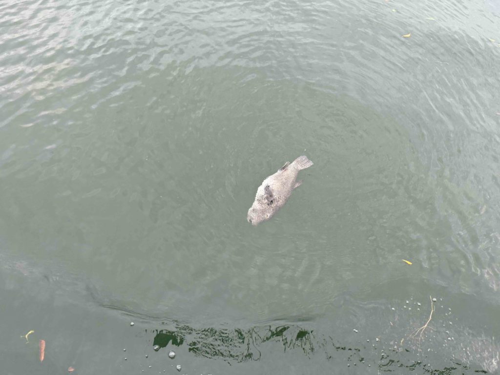 Saw a big puffer fish. After that it deflated and swam away...