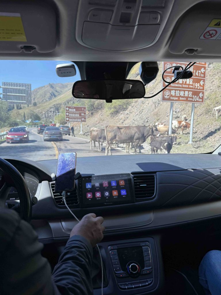 Cows along the road.