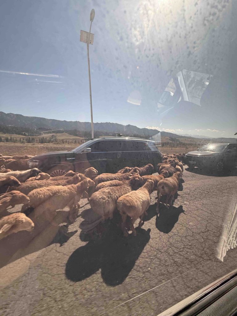 Sheep along the road.