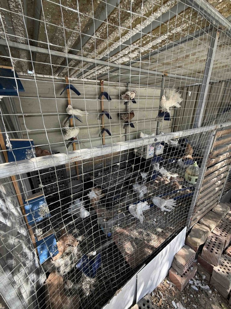 Pretty pigeons!