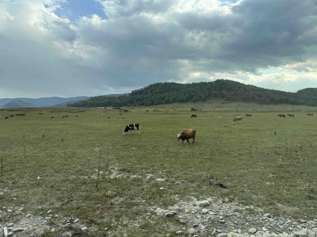 Cows grazing.