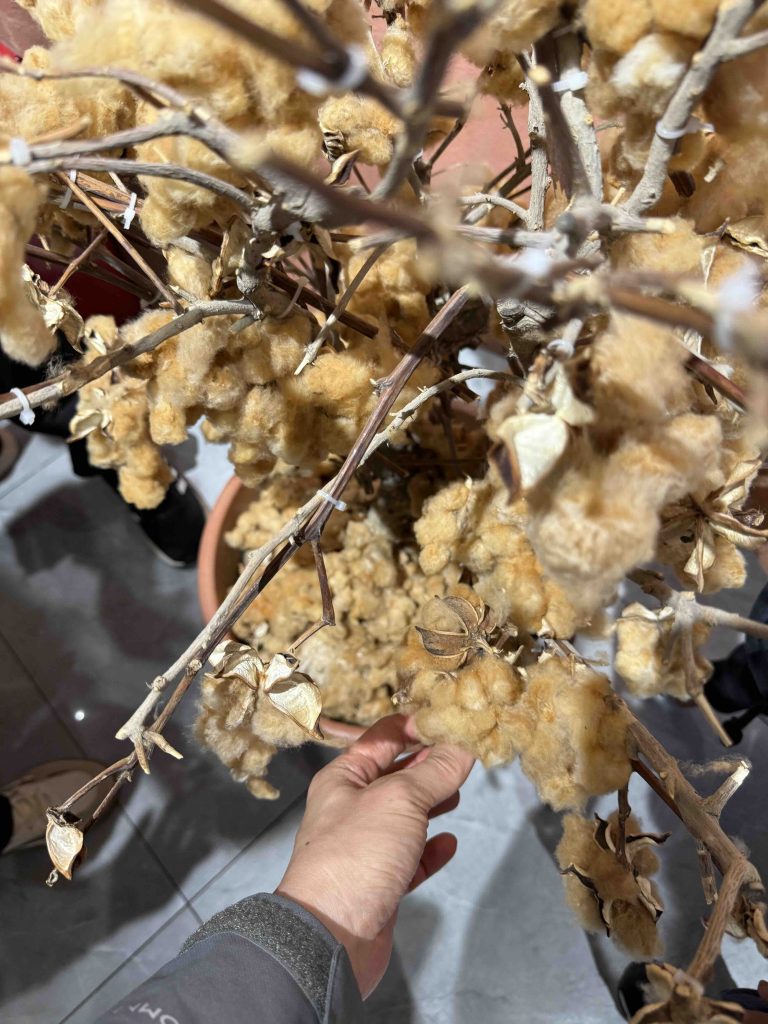 Saw coloured cotton 彩棉 that is actually from space! Green and Brown are more stable colours.